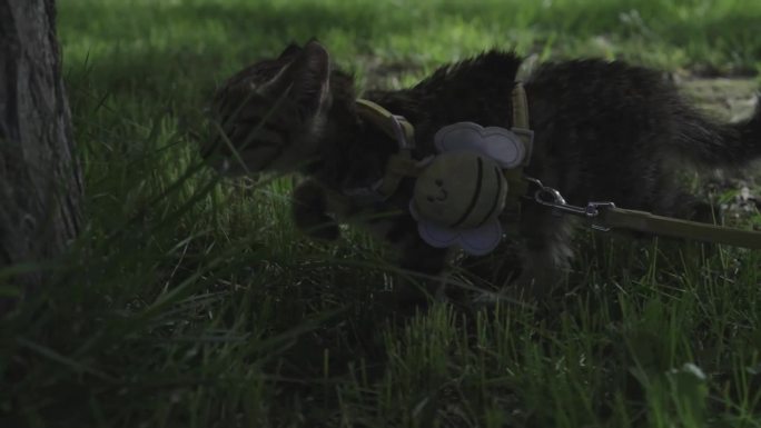 草丛冲玩耍的小猫
