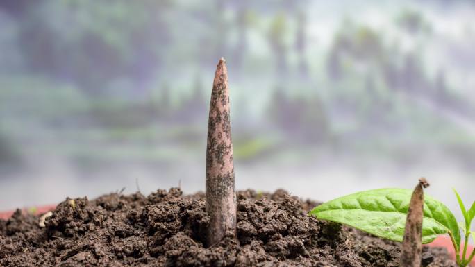 植物生长魔芋破土而出延时摄影