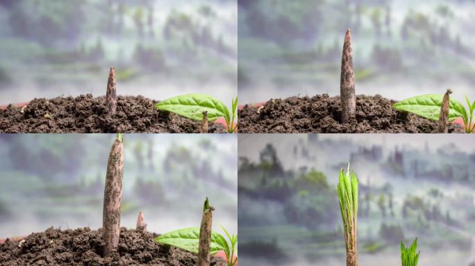 植物生长魔芋破土而出延时摄影