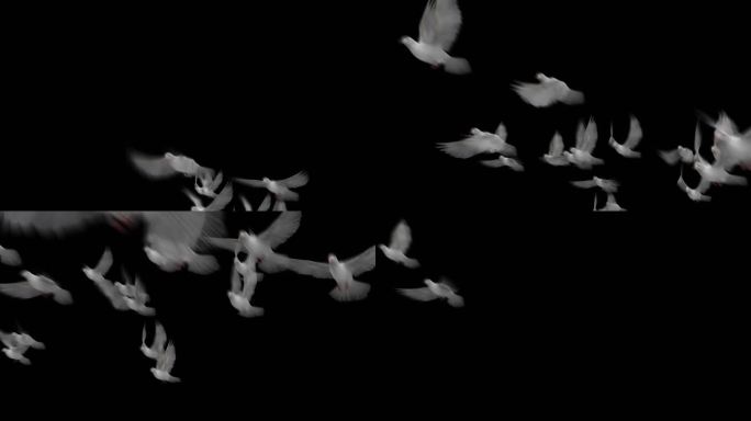 鸽子起飞 和平鸽 白鸽转场