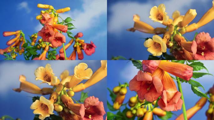 凌霄花开花延时摄影