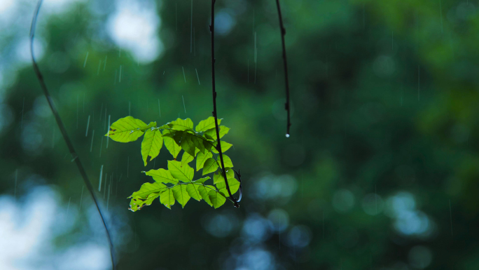 雨天雨滴屋檐公园池塘鲤鱼