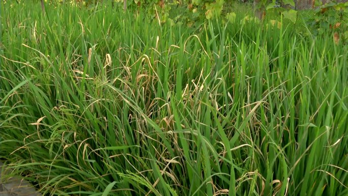 水稻白叶枯病 病害部位 症状 叶片病斑