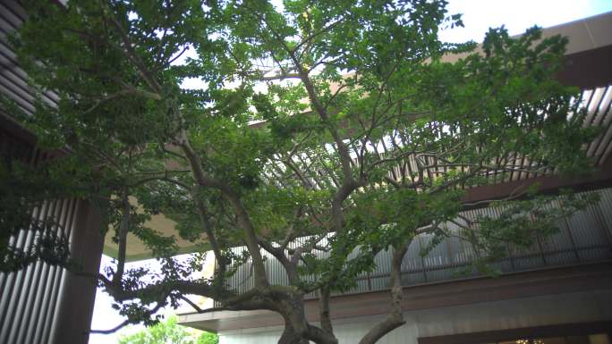 泰康深圳泰康之家鹏园生命树