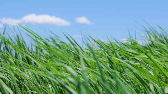 风吹野草 生命力