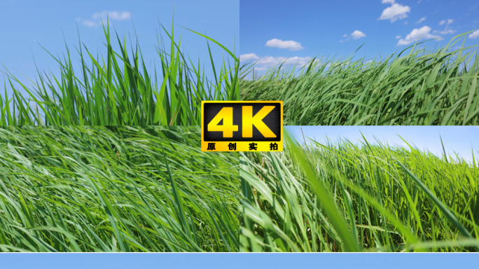 风吹野草 生命力