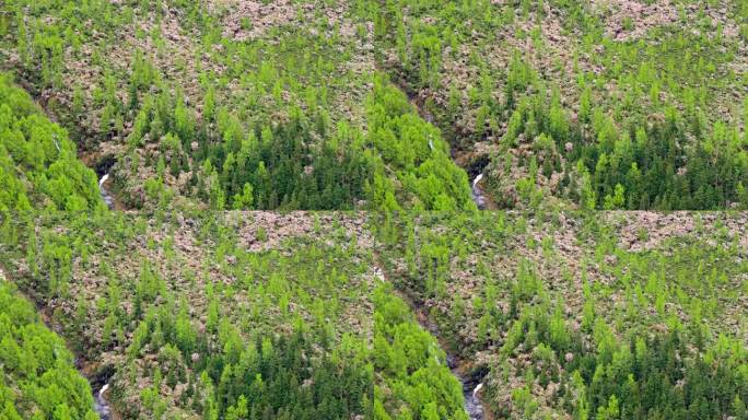 四川省阿坝州小金县结斯沟夏季高山花杜鹃花