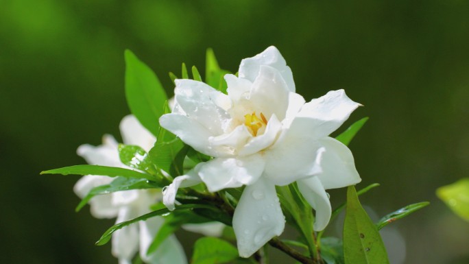 栀子花开 唯美栀子花