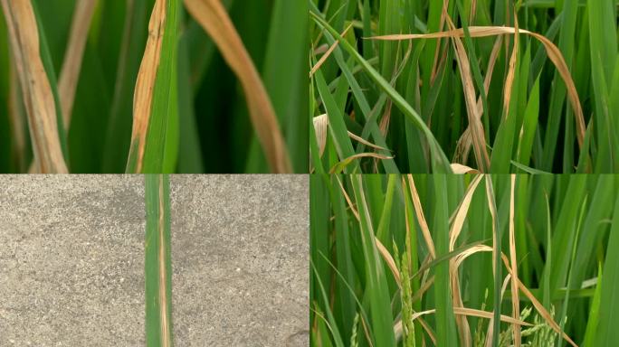 水稻白叶枯病 病害部位 症状 叶片病斑