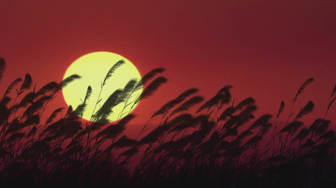 日出芦苇荡 夕阳芦苇 红日芦苇