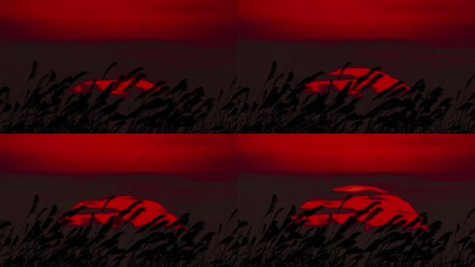 日出芦苇荡 夕阳芦苇 红日芦苇