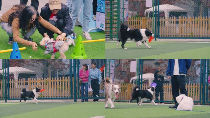 宠物狗狗在高档小区被主人遛狗