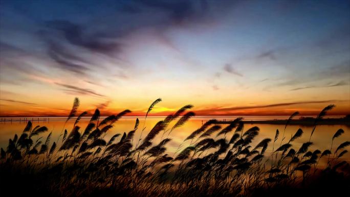 黄昏芦苇 逆光芦苇 唯美夕阳 夕阳芦苇