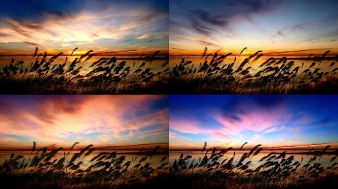 黄昏芦苇 逆光芦苇 唯美夕阳 夕阳芦苇