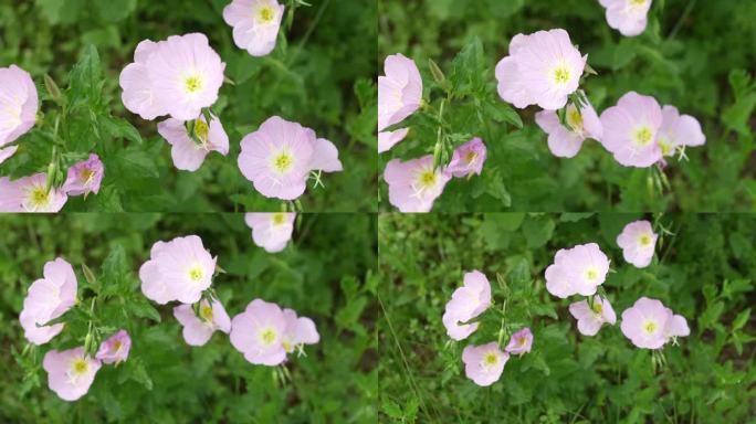 春天的花朵