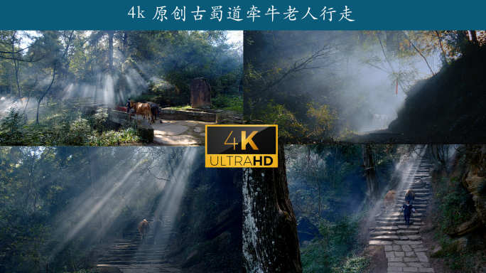 4k原创古蜀道上牵牛老人