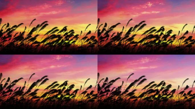 黄昏芦苇  芦苇荡   傍晚芦苇
