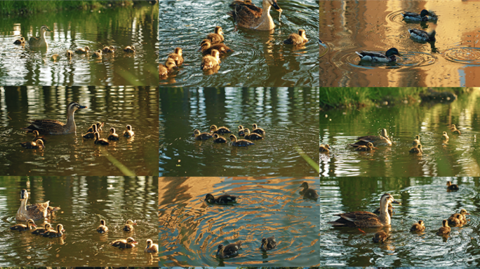 绿色西宁 海湖湿地公园 鸭子