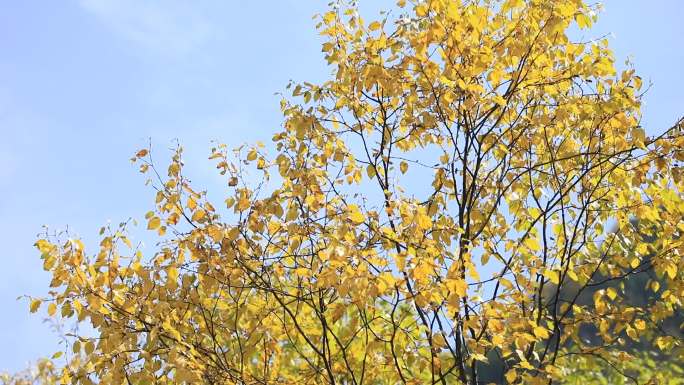 秋叶合集 大自然秋景森林公园秋景红桦树叶