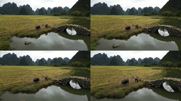 放牛人 田园乡村 航拍 旅行风景