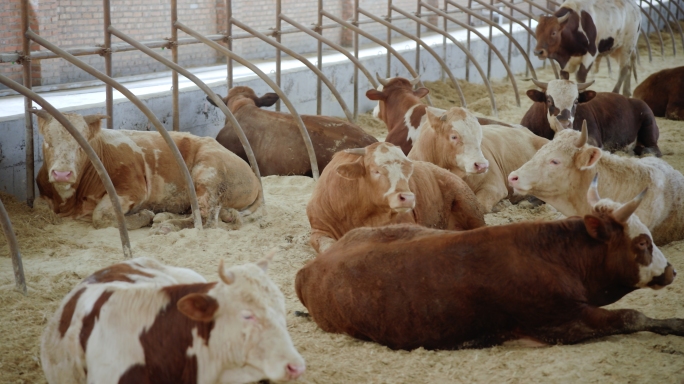 4k 原创航拍/地面拍摄养牛场养殖