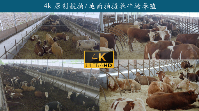 4k 原创航拍/地面拍摄养牛场养殖