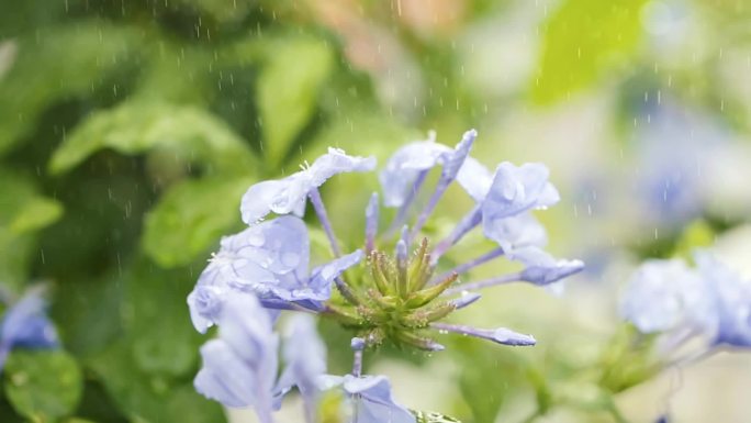 雨中的花朵雨滴