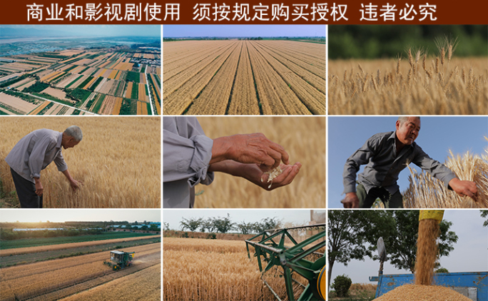 小麦成熟麦田收割晾晒颗粒归仓【集锦】