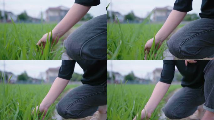 女人田间用手抚摸种植水稻秧苗