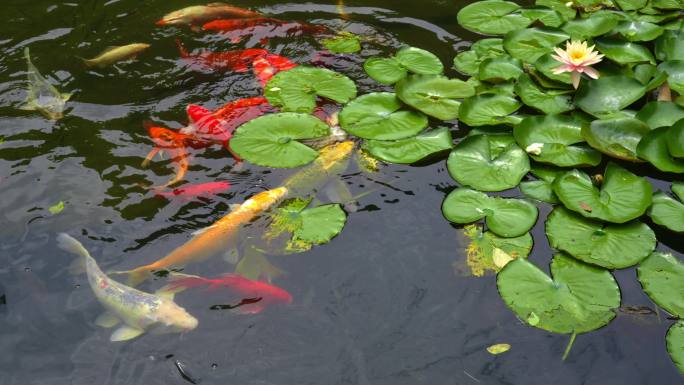 池塘 睡莲花盛开 红鱼游动