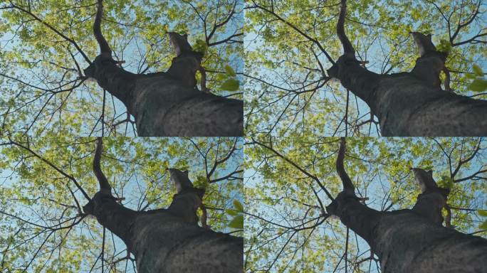 仰望大榉树