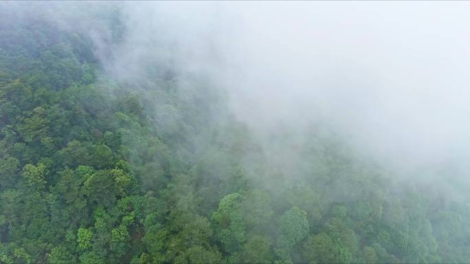 雨后缙云山