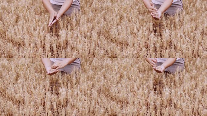 北方成熟的小麦麦田