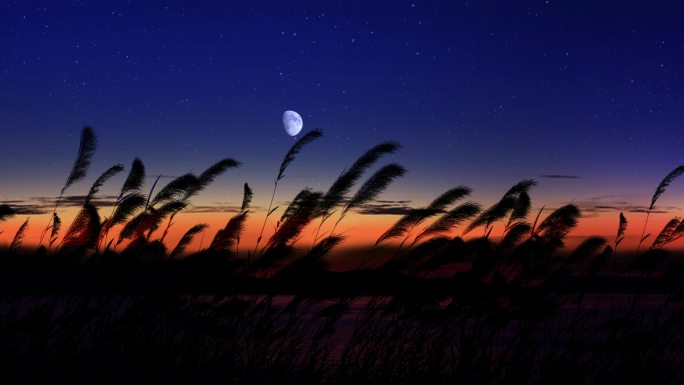 唯美夕阳芦苇随风飘摇 湖面夕阳芦苇