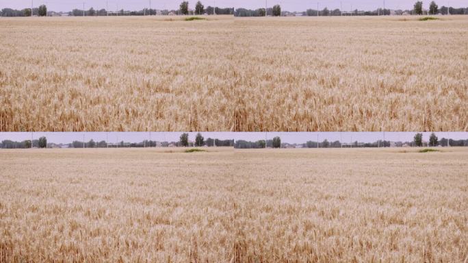 北方成熟的小麦麦田