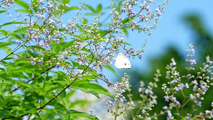 蜜蜂 粉蝶 牡荆 夏天 空镜 素材