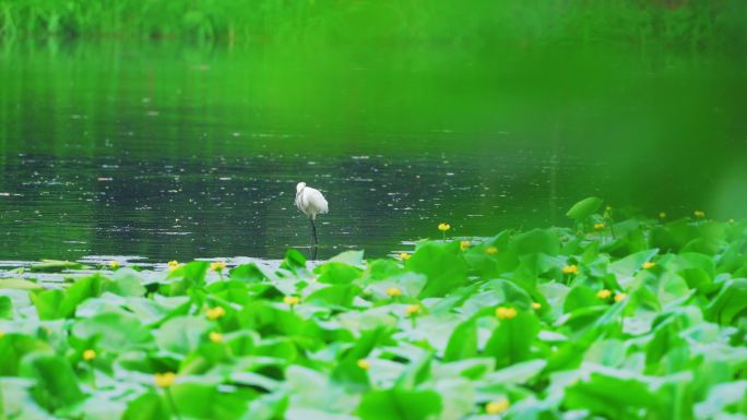 杭州西湖茅家埠湿地春天白鹭