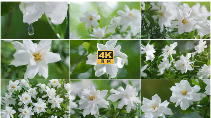 唯美栀子花盛开鲜花实拍