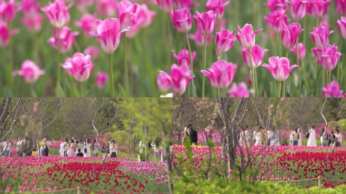 郁金香花海 公园花卉 春暖花开 春天花朵