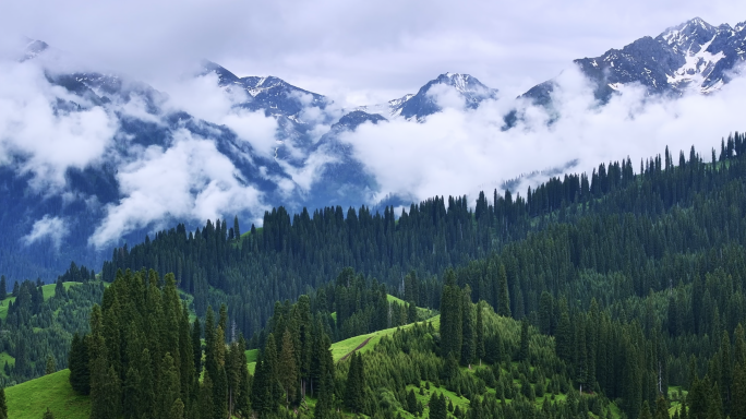 新疆伊犁恰西雪山森林草原云海绿色健康航拍