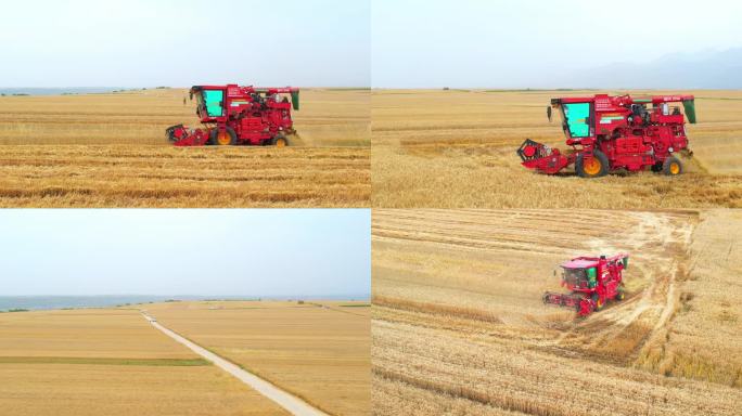 联合收割机收小麦机收麦收小麦丰收三夏