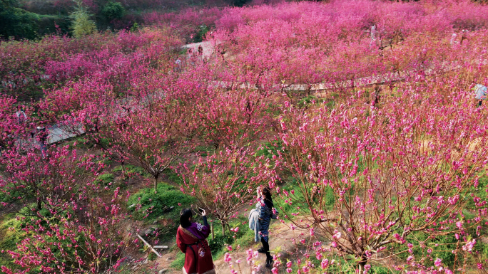 春日航拍江门白水带桃花园