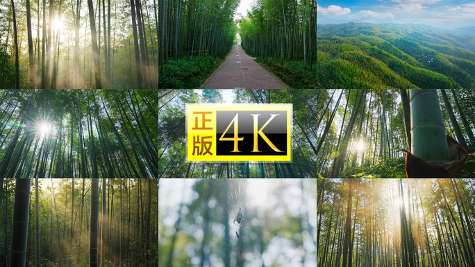 清晨竹林阳光竹叶竹子竹海竹意境