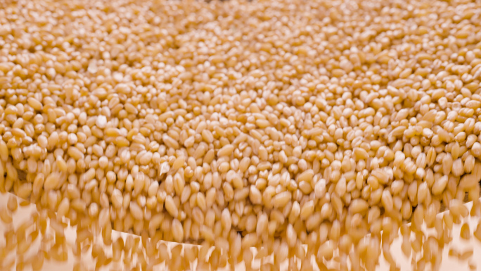 小麦 粮食 麦粒 实拍