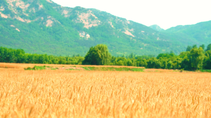 金色的小麦成熟的丰收场景乡村振兴国泰民安