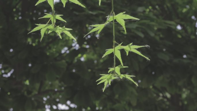 绿色治愈场景