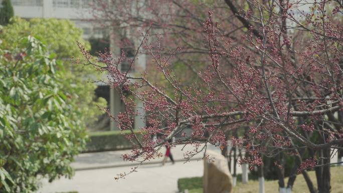 大学校园 树 花