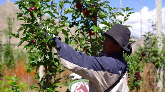 山区苹果 高日照苹果 农业带动就业