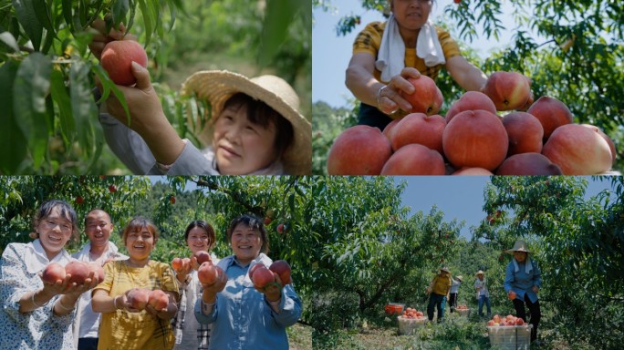 农民摘桃子 丰收喜悦