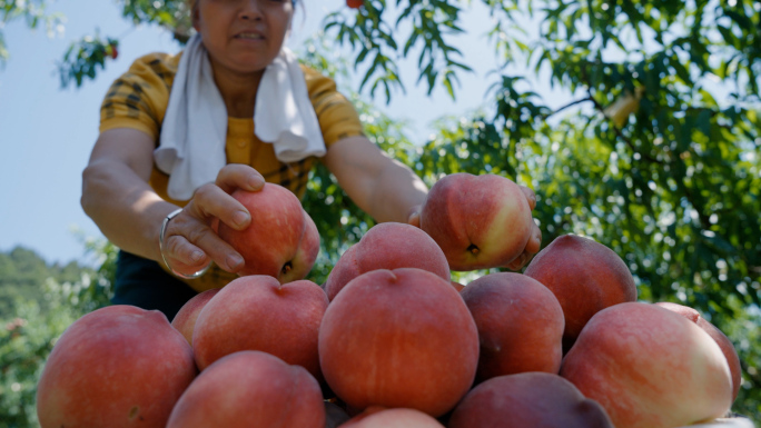 农民摘桃子 丰收喜悦